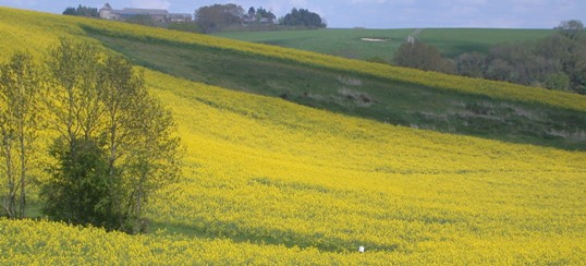 Conversion de prairie en culture oléagineuse, photo Frédéric Douard