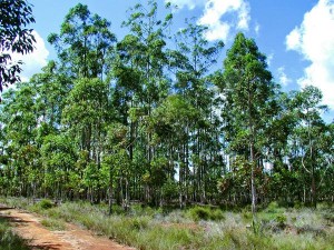 Plantation d'Eucalyptus à Andaingo, photo Pierre Montagne, Cirad