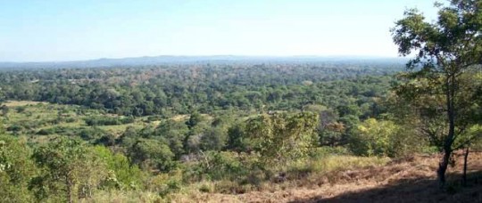 La forêt dans le province de Sofala au Mozambique
