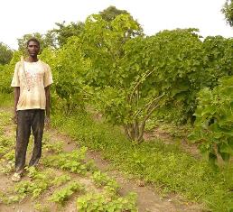 Association de plants de pourghère et potagers au Burkina Faso, photo S. Audouin, Cirad