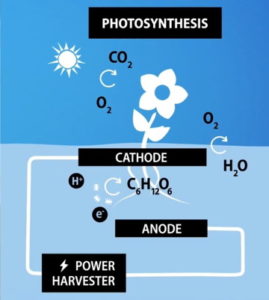 Produire de l’électricité à partir d’une pile microbienne à plantes