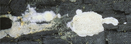 Dégradation de la cellulose par les champignons, photo Université de Helsinki