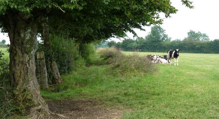 La Thiérache, territoire producteur de plaquettes bocagères