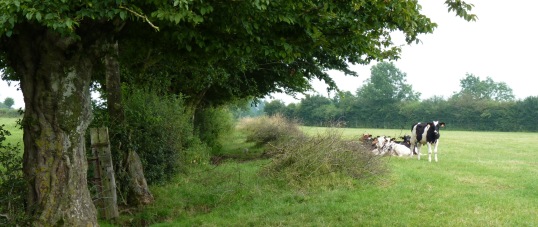 Bocage de Thiérache avec ses  charmes têtards, photo Frédéric Douard