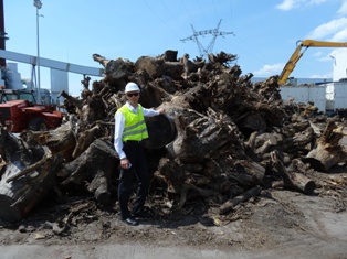 Les souches à broyer, photo Smurfit Kappa