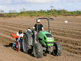 Plantation de miscanthus en Guyane, photo Guyane Consult