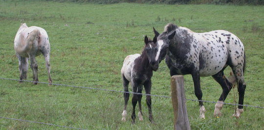 Le méthaniseur d'Equimeth sera alimenté à 60 % en fumier de cheval, photo Frédéric Douard