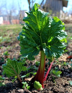 La rhubarbe, une nouvelle solution pour le stockage d'énergie, Source Can Stock  Photo