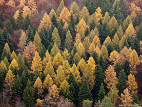 Forêt suisse