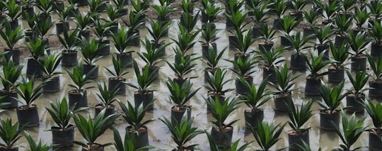 Pépinière de jeunes plants de palmiers à huile en Colombie. © Cirad, A. Rival