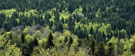 Forêt vers Laguiole en Aubrac, photo Nina Camberoque