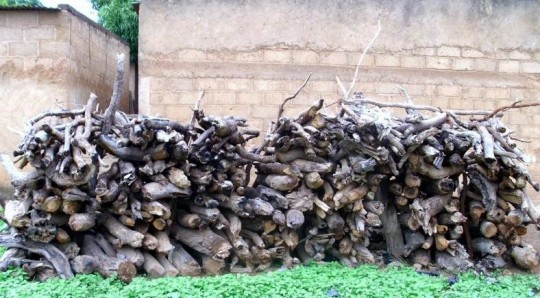 Bois de feu pour la transformation des noix de karité, photo E.S. Noumi, Cirad