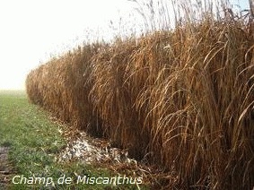 Champ de miscanthus