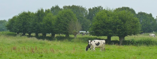 Haie basse avec charmes en têtards dans l'Avesnois, photo Frédéric Douard