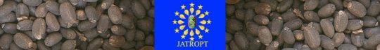 Jatropt