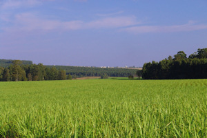 UK Biomass