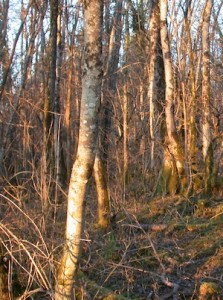 Forêt française non exploitée, photo Frédéric Douard
