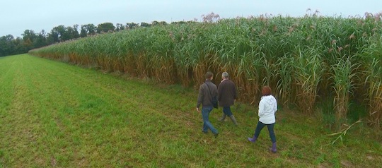 Plantation de miscanthus sur un captage à Brumath en Alsace, photo Chrambre d'agriculture de Picardie