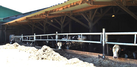 Le troupeau de 500 vaches laitières, photo M. Atinault, Alec 27