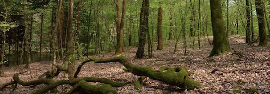 Forêt, photo FNE