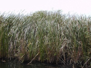 Le roseau typha au Sénégal represente une source potentielle d'énergie renouvelable, photo PSACD