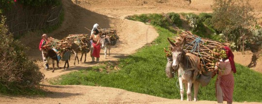 Transport de bois-énergie au Maroc, photo Géres