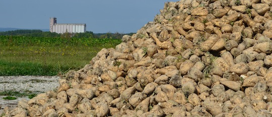 Betteraves récoltées en Champagne, photo Frédéric Douard