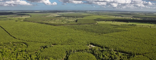 Forêt d'eucalyptus dans l'Etat de Bahia, photo Ricardo Teles