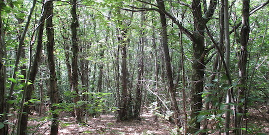 Taillis de châtaignier à bois (Gard) atteint du chancre nécessitant une coupe de régénération, photo Florian Hulin