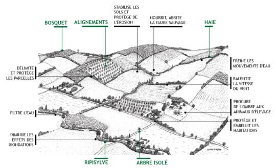 Vallon agroforestier, cliquer pour agrandir.