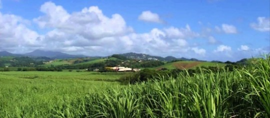 Champs de canne à sucre à Trinité
