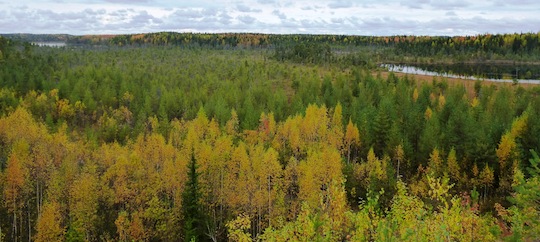 Forêt de Carélie Russe. La biomasse est la première source d'énergie renouvelable de Russie.