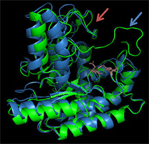 Superposition des structures 3D modélisées de deux cellulases de Podospora anserina appartenant à la famille GH6, image IFPEN