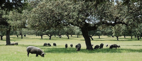 Des arbres en agriculture, photo AFAF web