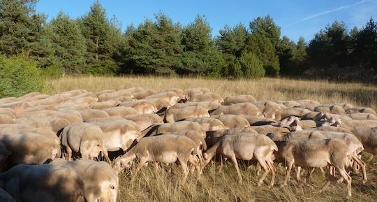 La production de bois-énergie permet de financer l'entretien des parcours des brebis, photo Frédéric Douard