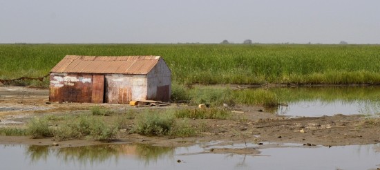 Typha, photo GRET