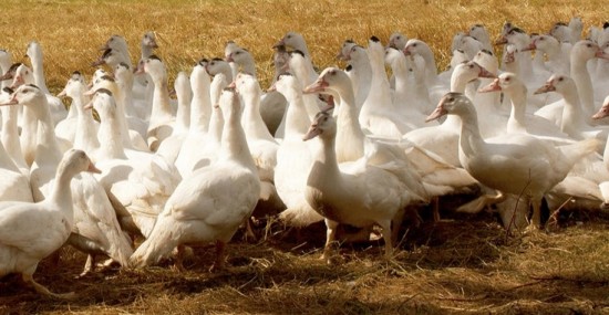 Une centrale de biométhane pour les foies gras Soulard