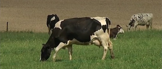 Ferme des Cotaies à Warnant, image Télé Liège