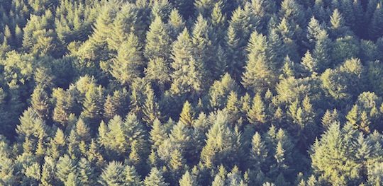 Forêt jurassienne vue du ciel, photo Frédéric Douard