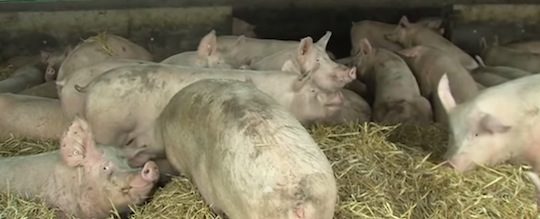 L'élévage d'André Sergent à Beuzec Cap Sizun, image Tébéo