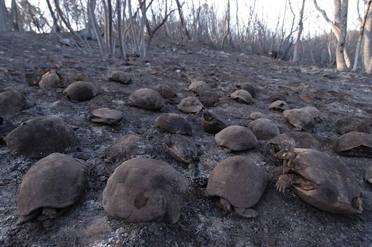 Tortues d'Hermann victimes d'un incendie