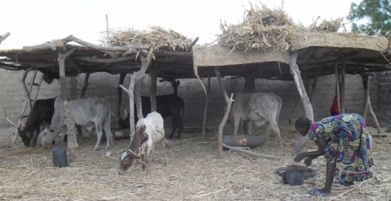 Biogaz à Yagoua