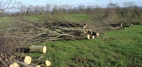 Andainage de bois bocager à l'abbatteuse, photo FD CUMA de Basse Normandie