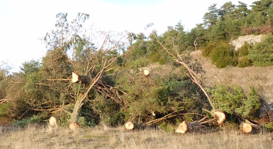 Exploitation de pin pour l'énergie sur le Causse du Larzac, photo Frédéric Douard