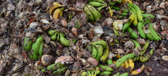 Déchets de fruits et légumes, photo Frédéric Douard
