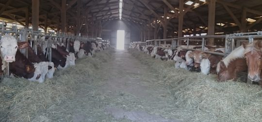 L'exploitation agricole de Landresse avec ses vaches montbéliardes et ses chevaux comtois