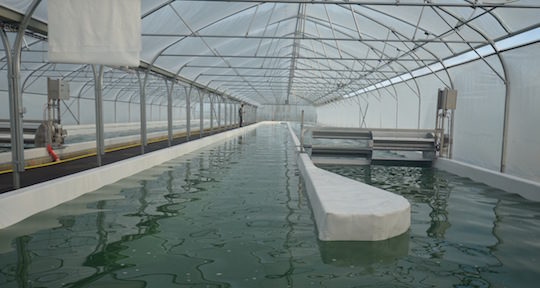 Les bassins de culture de la spiruline chez Métha Ternois, photo Frédéric Douard