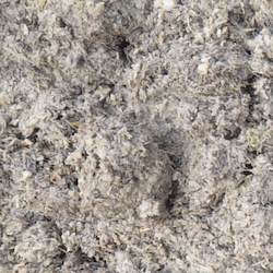 L'herbe de betteraves est une composante de la ration, photo Frédéric Douard