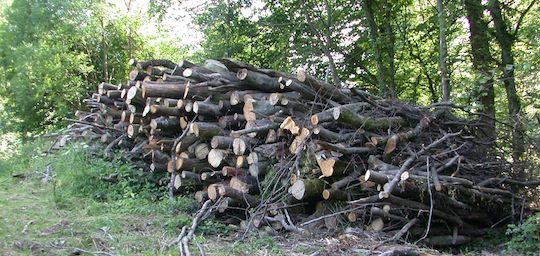 Le bois feuillu représente la plus grande marge de disponibilité en France, photo Frédéric Douard