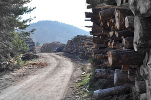 Le stockage de bois de l'entreprise Apex Bois